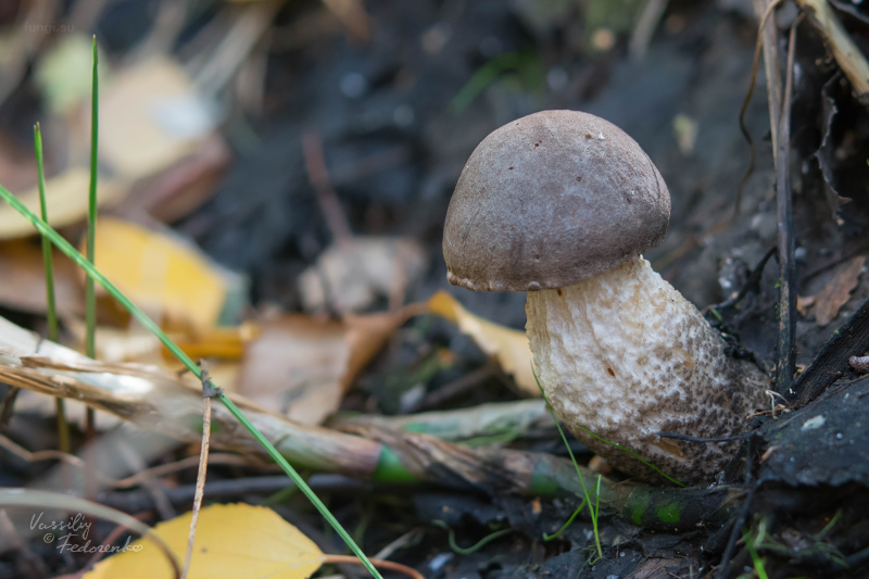 leccinum_01.jpg