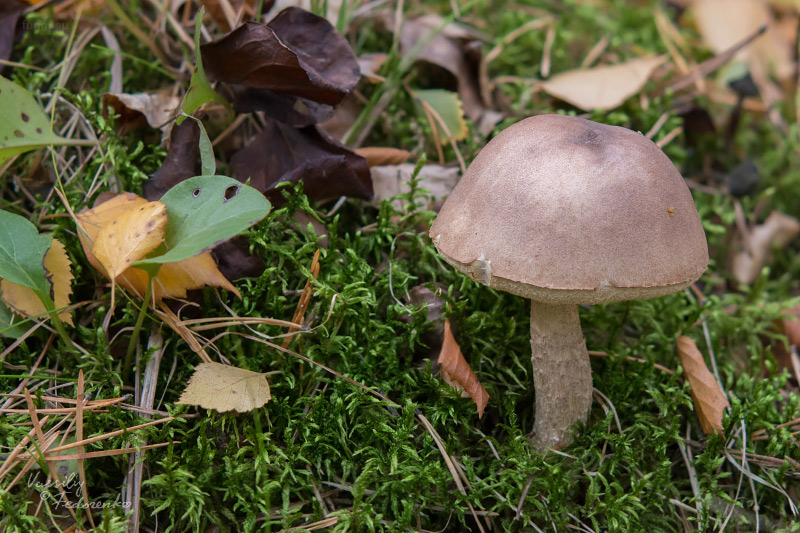 leccinum_01_1.jpg