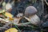 leccinum_01_t1.jpg