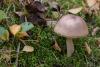 leccinum_01_t1_1.jpg