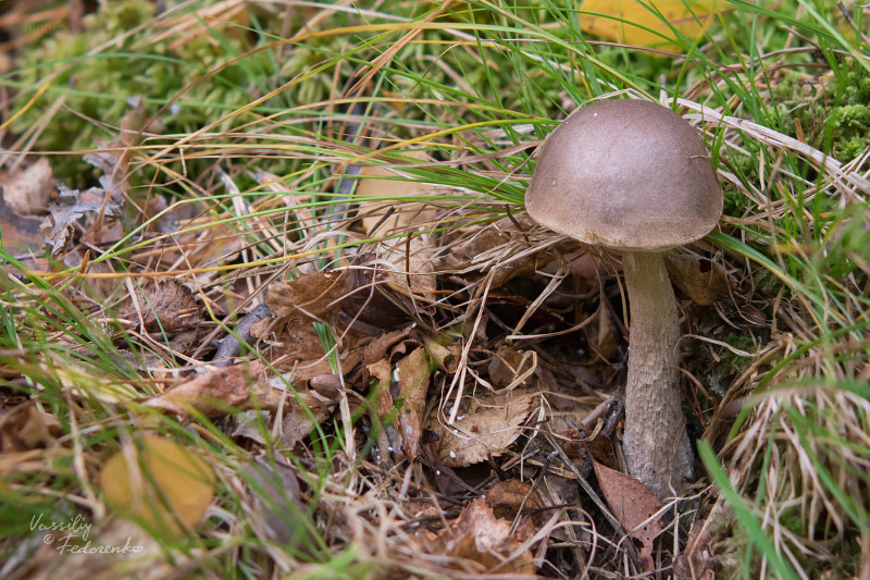 leccinum_02_1.jpg