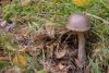 leccinum_02_t1_1.jpg
