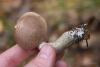 leccinum_03_t1_1.jpg