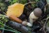 leccinum_04_t1.jpg