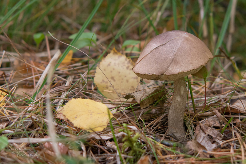leccinum_05_1.jpg