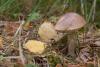leccinum_05_t1_1.jpg