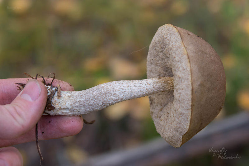 leccinum_06_1.jpg