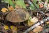 leccinum_06_t1.jpg