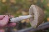 leccinum_06_t1_1.jpg