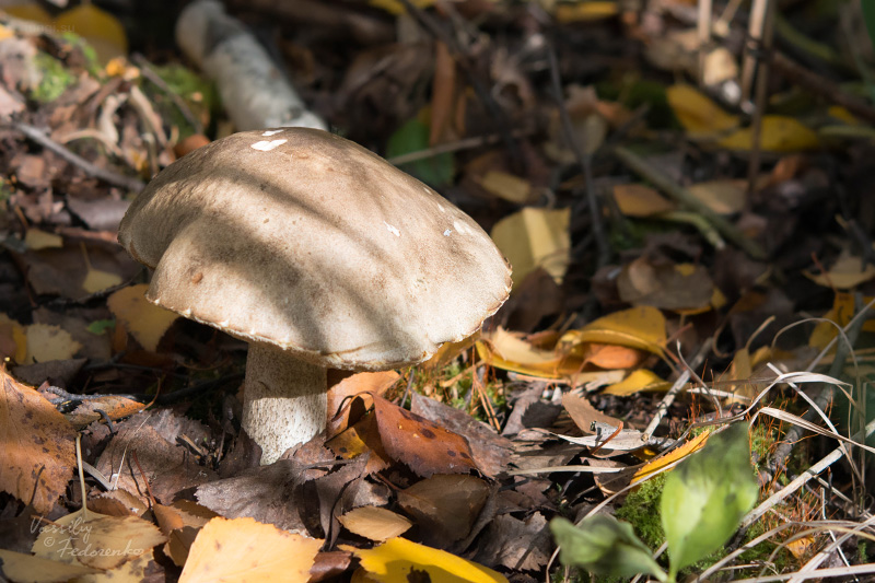 leccinum_07.jpg