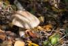 leccinum_07_t1.jpg
