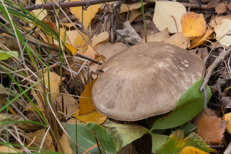 leccinum_08.jpg