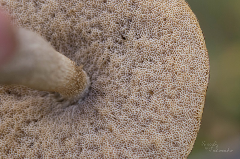 leccinum_08_1.jpg