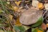 leccinum_08_t1.jpg
