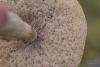 leccinum_08_t1_1.jpg
