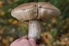 leccinum_09_t1.jpg
