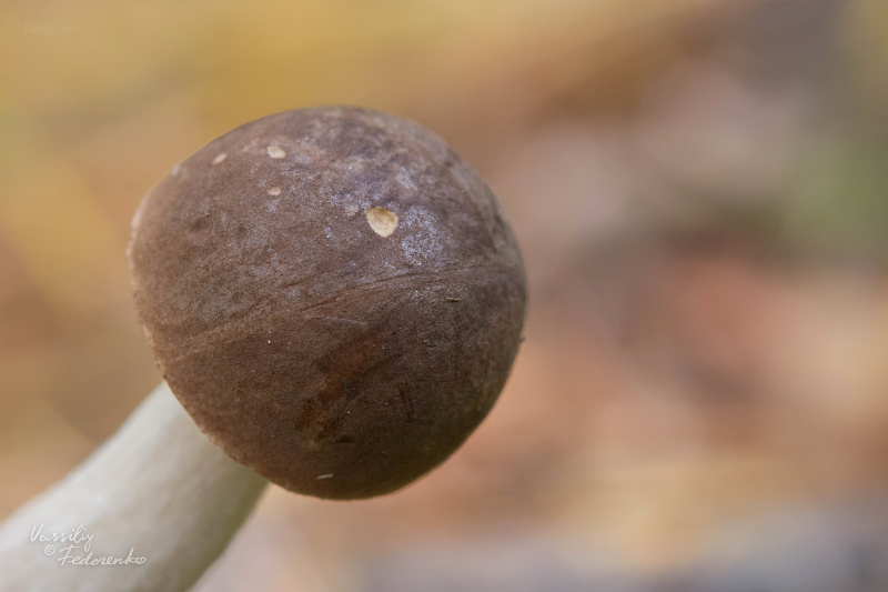 leccinum_10_1.jpg