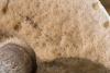 leccinum_10_t1.jpg