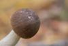 leccinum_10_t1_1.jpg