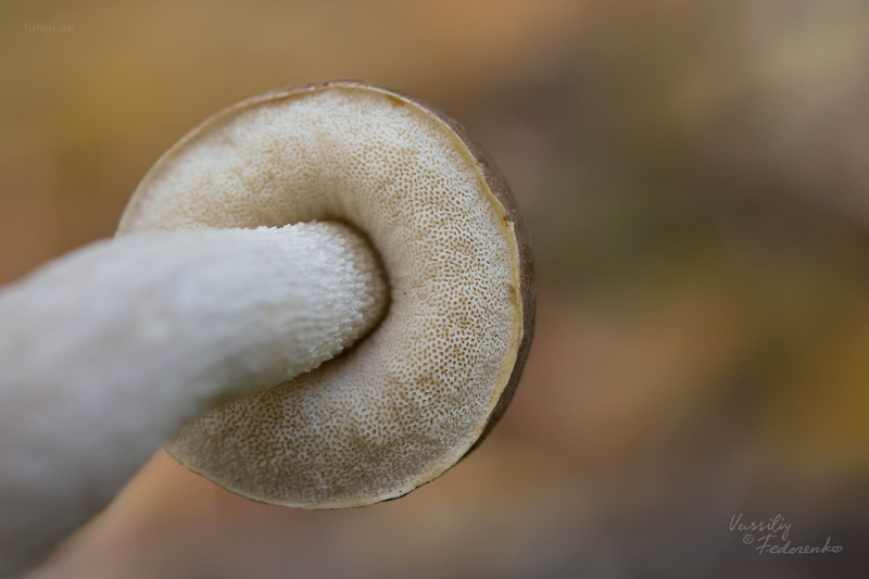 leccinum_11_1.jpg