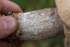 leccinum_11_t1.jpg