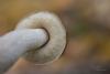leccinum_11_t1_1.jpg