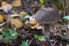 leccinum_12_t1.jpg