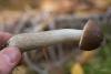 leccinum_12_t1_1.jpg