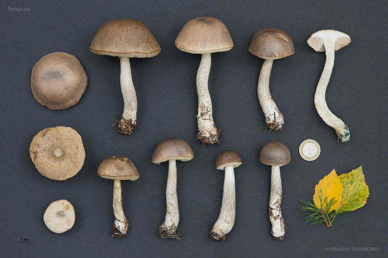 leccinum_13.jpg