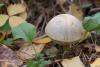 leccinum_holopus_01_t1.jpg