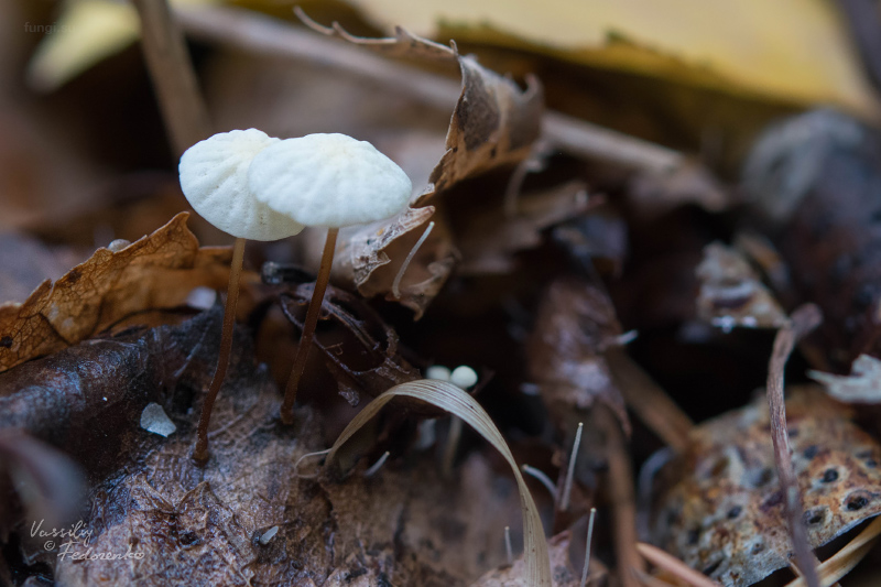 marasmius-epiphyllus_01_1.jpg