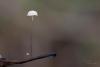 marasmius-epiphyllus_01_t1.jpg