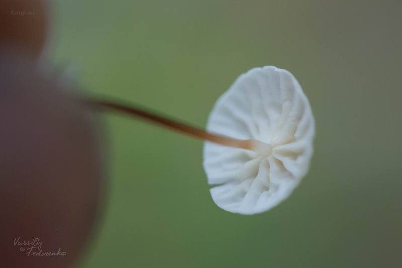 marasmius-epiphyllus_02_1.jpg