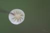 marasmius-epiphyllus_02_t1.jpg