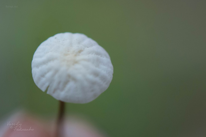 marasmius-epiphyllus_03_1.jpg