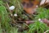 marasmius-epiphyllus_04_t1.jpg
