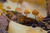 marasmius-siccus_01_t1.jpg