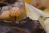 marasmius-siccus_02_t1.jpg