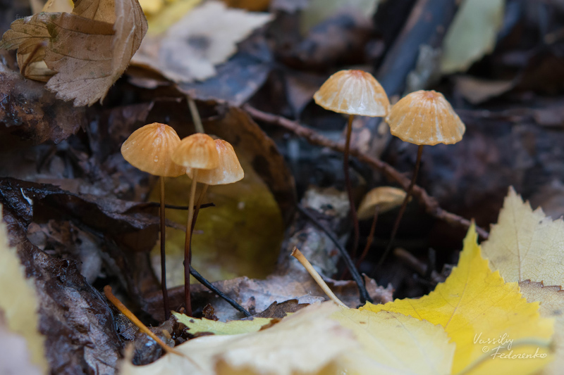 marasmius-siccus_03.jpg