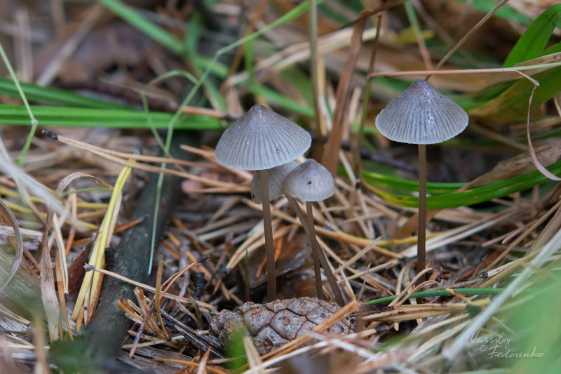 mycena-aetites_01.jpg