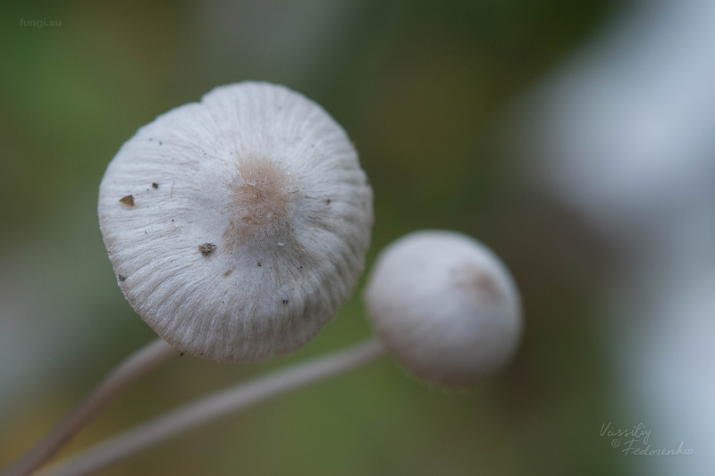 mycena_02_1.jpg