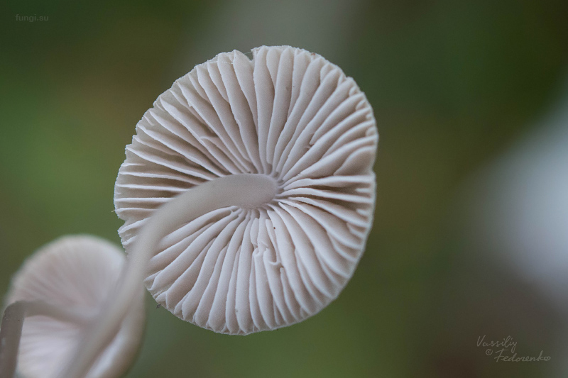 mycena_03.jpg