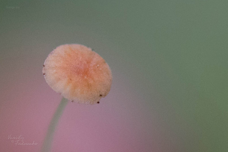 mycena_05.jpg