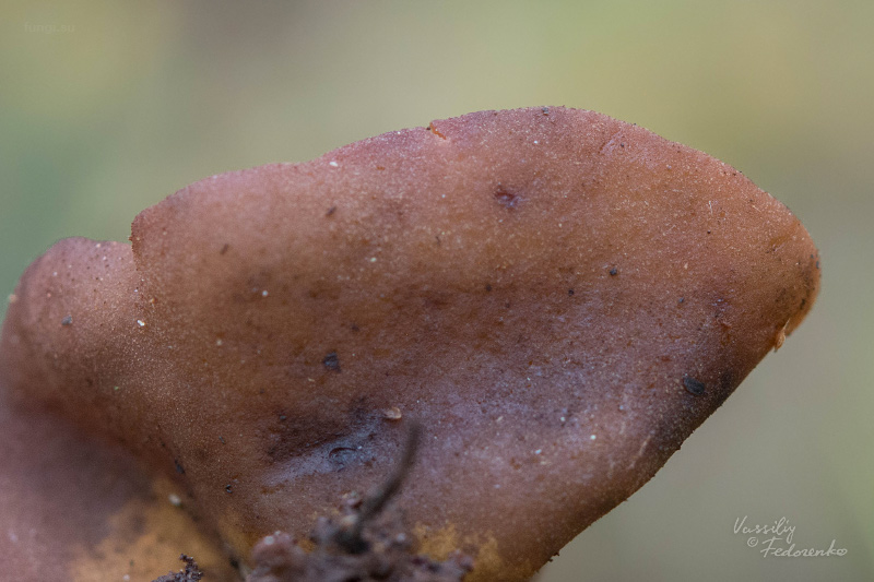 peziza-limnaea_02.jpg