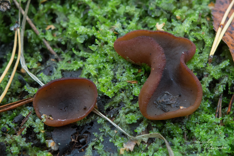 peziza-limnaea_04.jpg