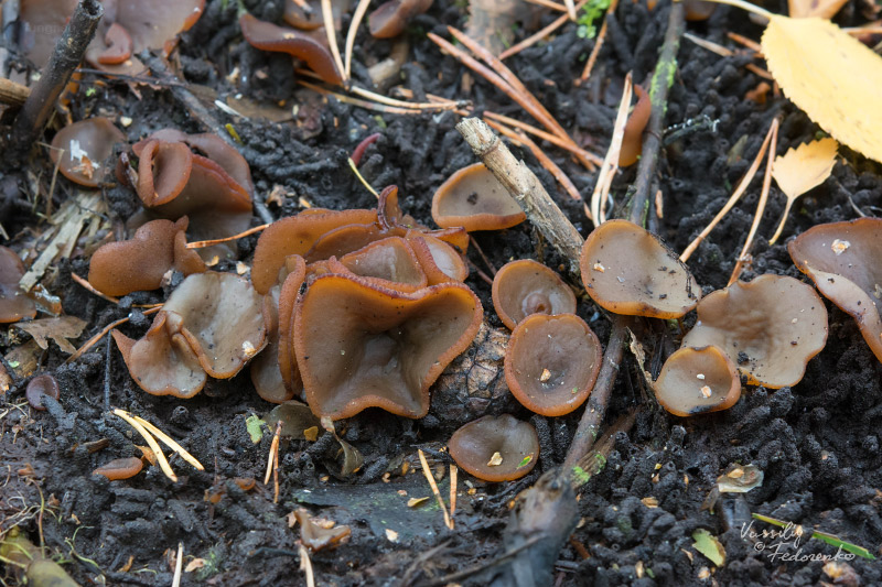 peziza-limnaea_06.jpg