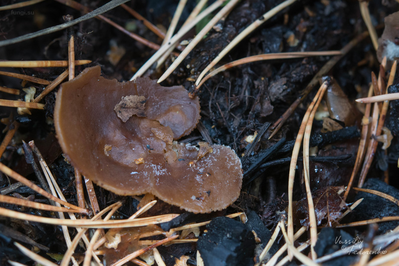 plicaria-endocarpoides_02.jpg