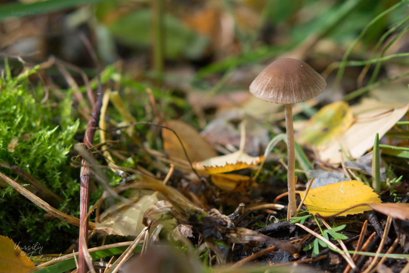 psathyrella_01.jpg