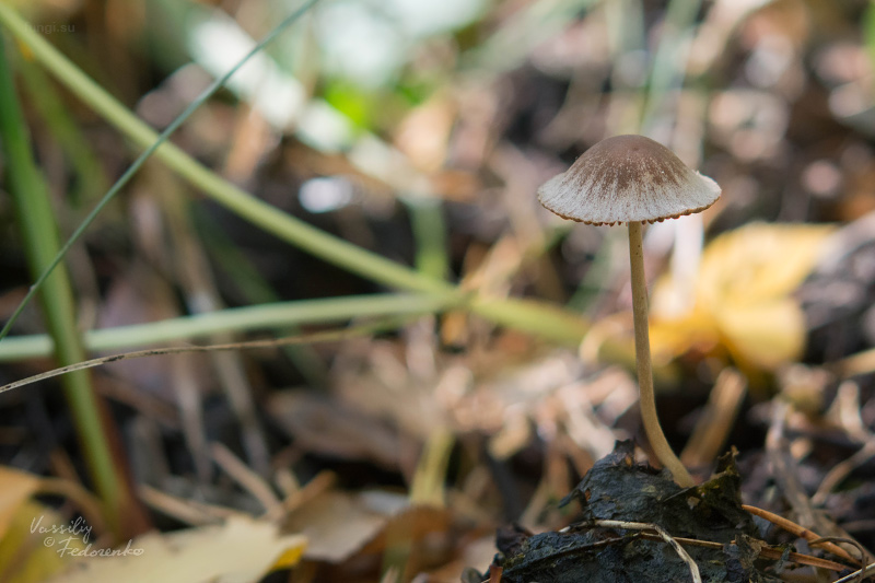 psathyrella_02.jpg