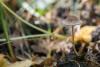 psathyrella_02_t1.jpg